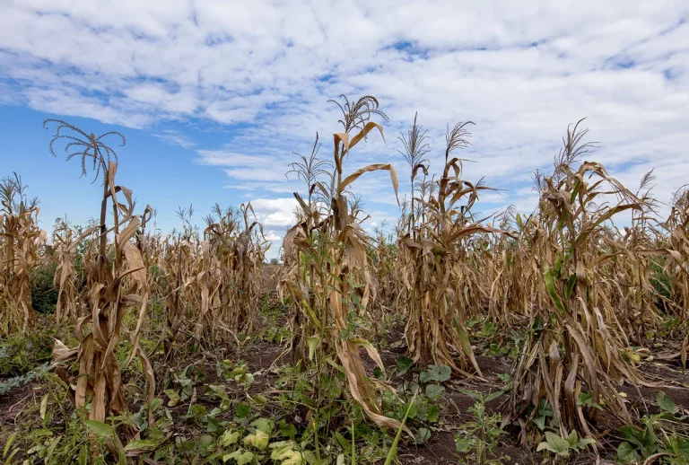 field-of-dying-maize-plants